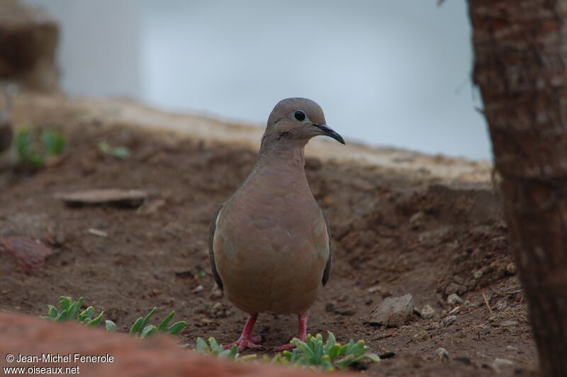 Eared Dove