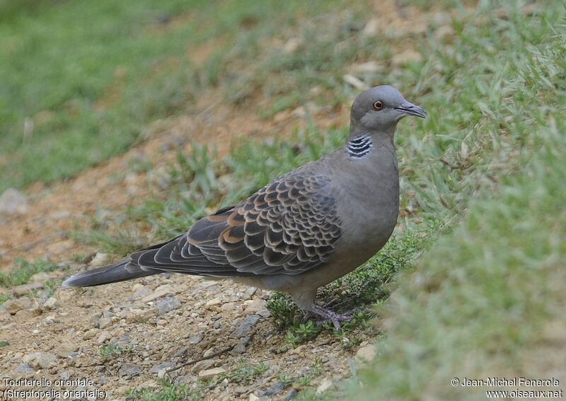 Oriental Turtle Dove