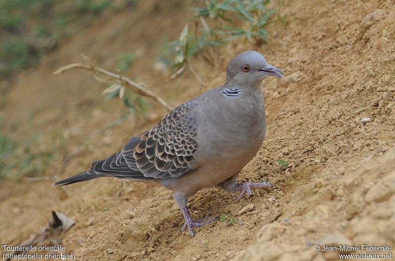 Oriental Turtle Dove