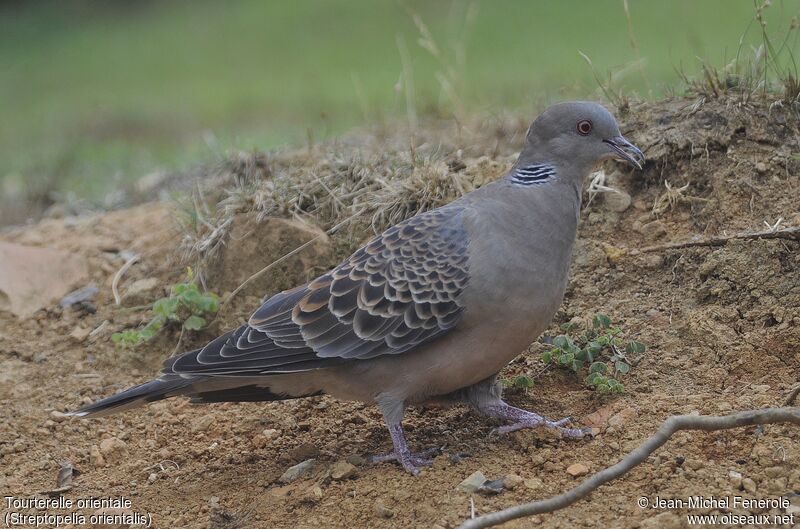 Oriental Turtle Dove