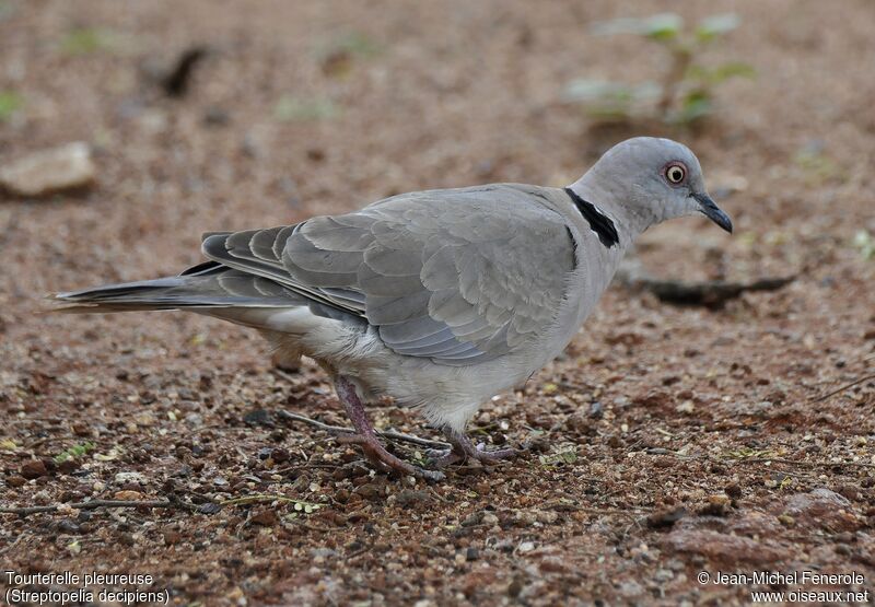 Mourning Collared Dove