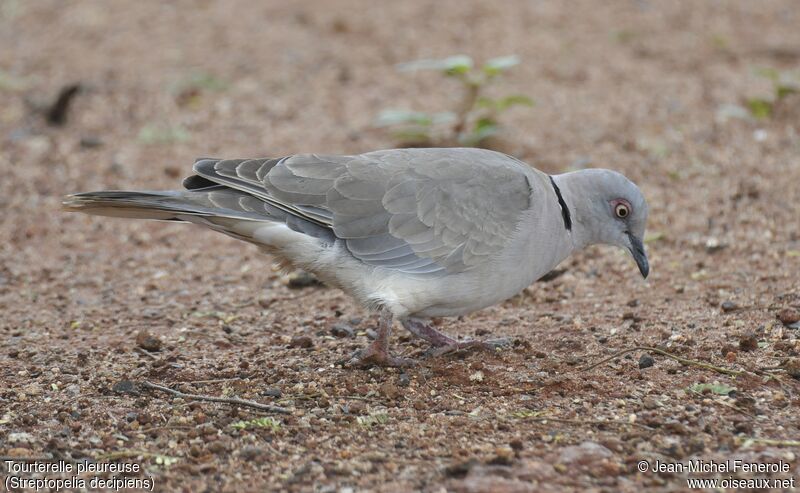 Mourning Collared Dove