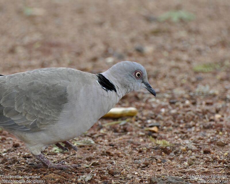 Mourning Collared Dove