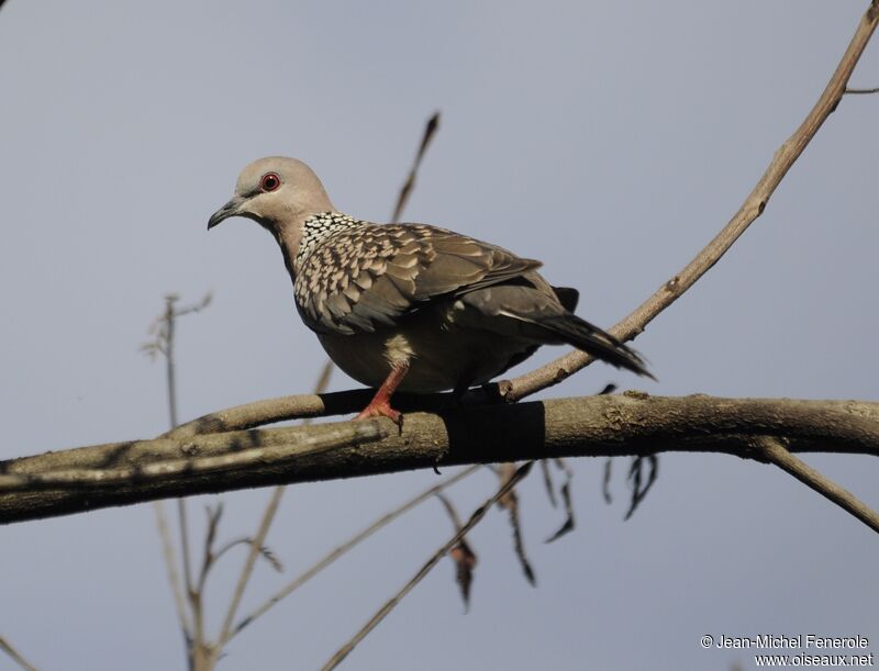 Spotted Dove