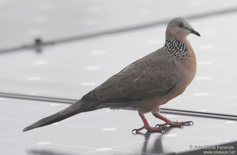 Spotted Dove