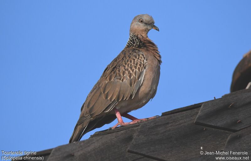 Spotted Dove