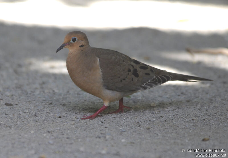 Mourning Dove