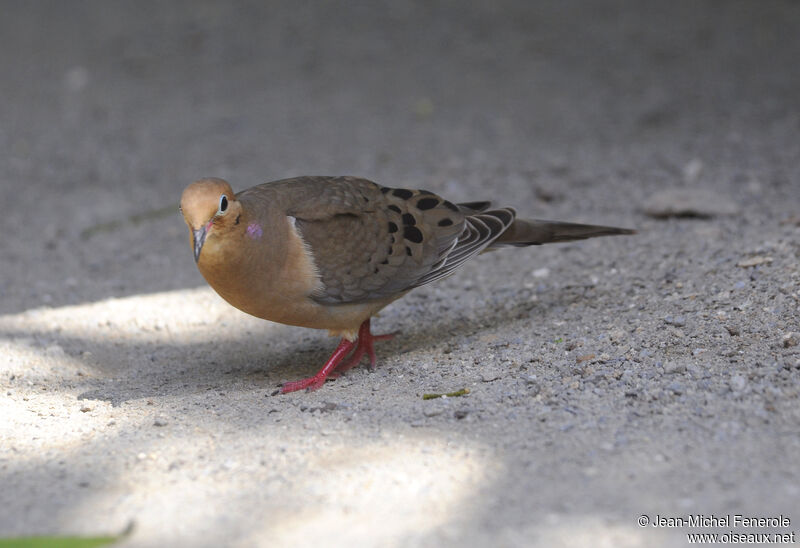 Mourning Dove