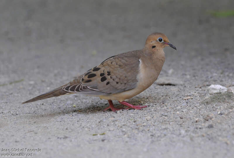 Mourning Doveadult, identification