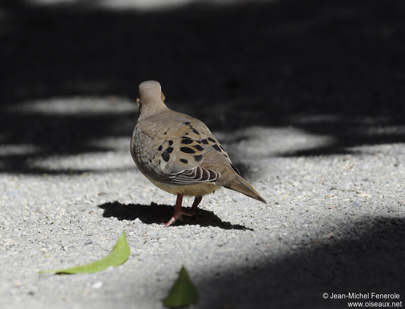 Mourning Dove