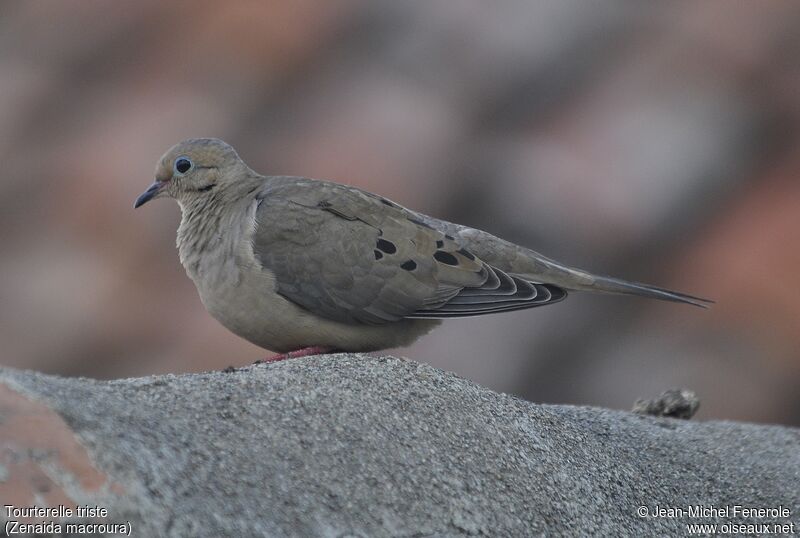 Mourning Dove