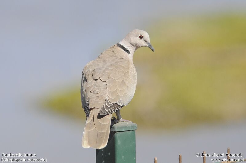 Eurasian Collared Dove