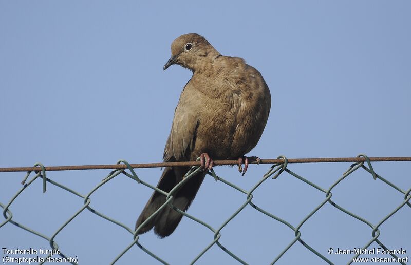 Eurasian Collared Dove