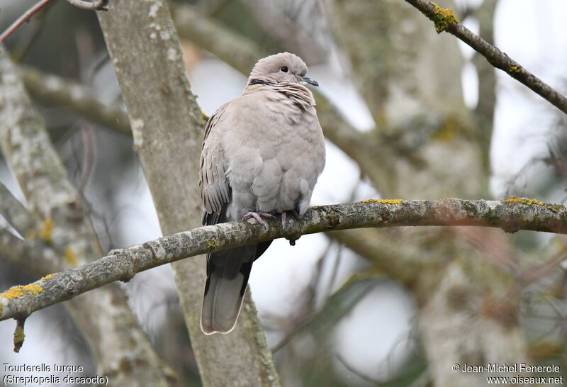 Eurasian Collared Dove