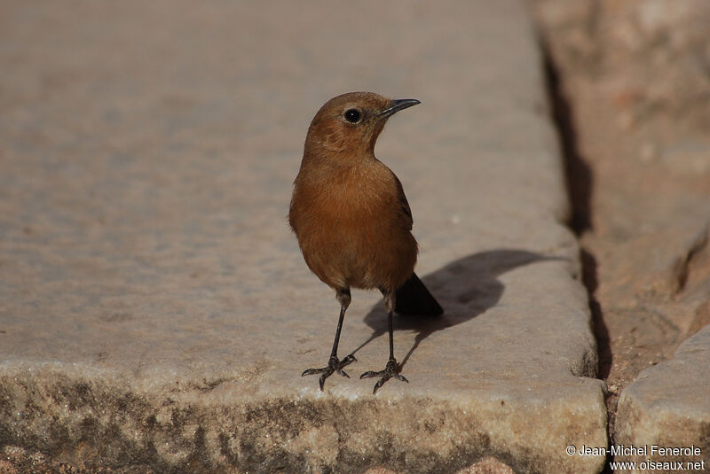 Brown Rock Chat