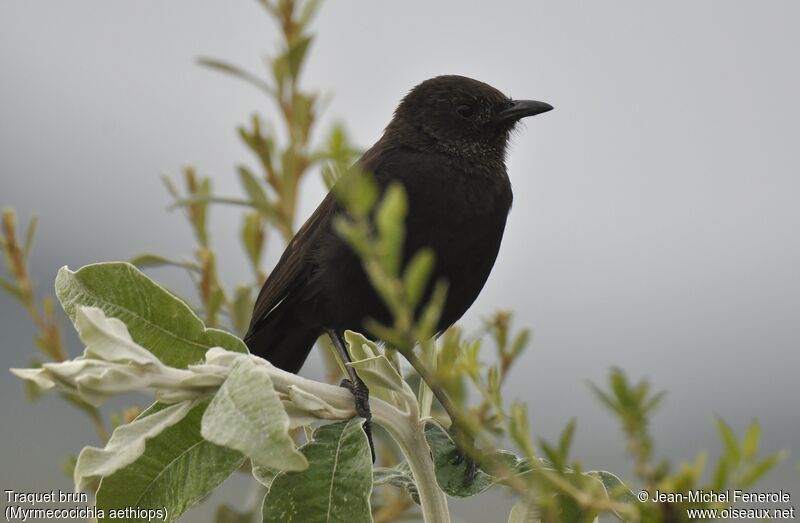 Anteater Chat