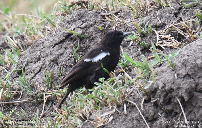 Sooty Chat