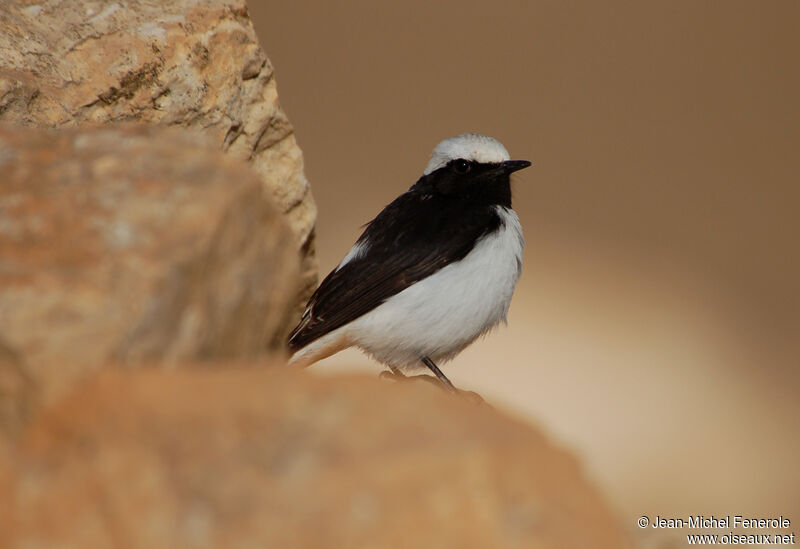 Mourning Wheatear