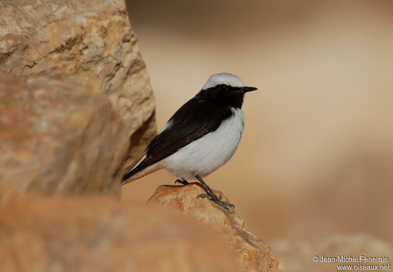 Mourning Wheatear