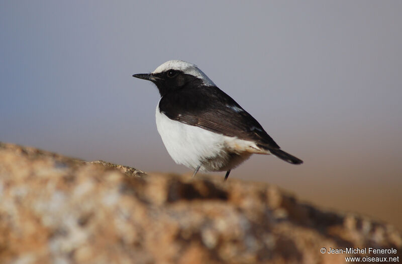 Mourning Wheatear