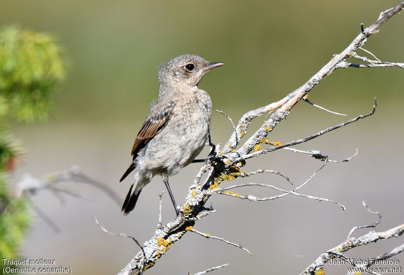 Northern Wheatearimmature