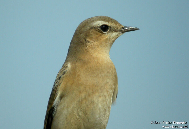 Northern Wheatear, identification