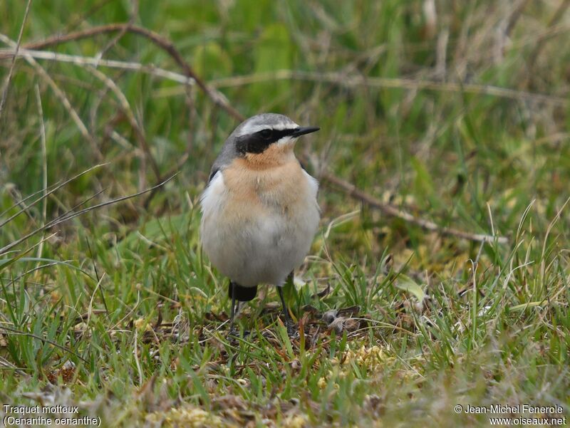 Northern Wheatear