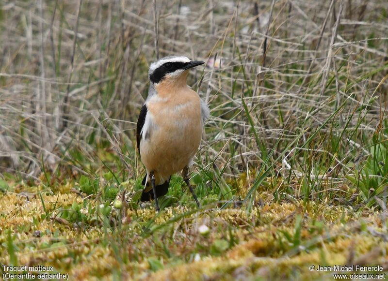 Northern Wheatear