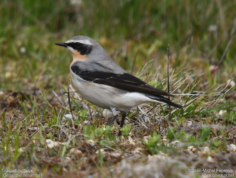 Northern Wheatear