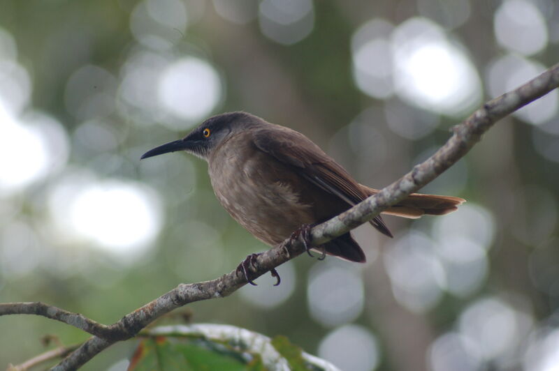 Brown Trembler