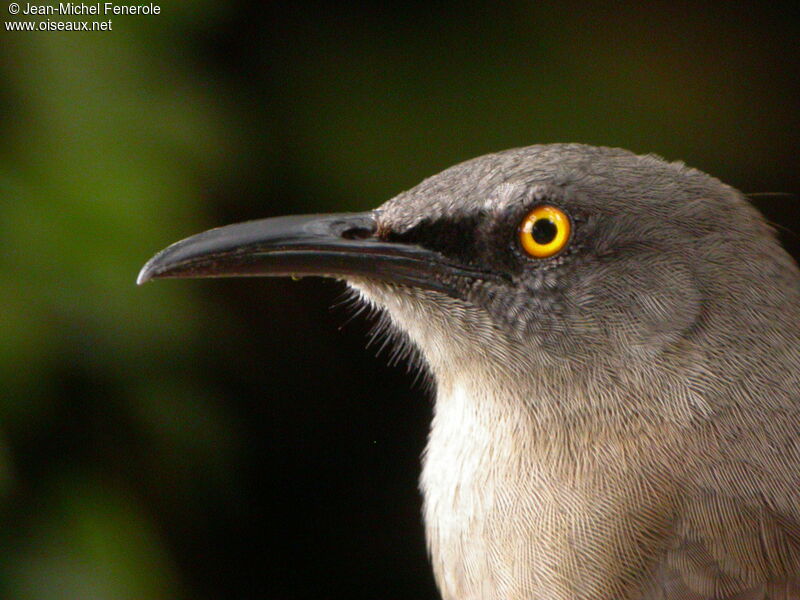 Brown Trembleradult