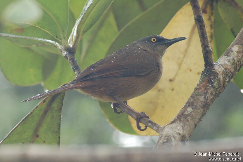 Brown Trembleradult