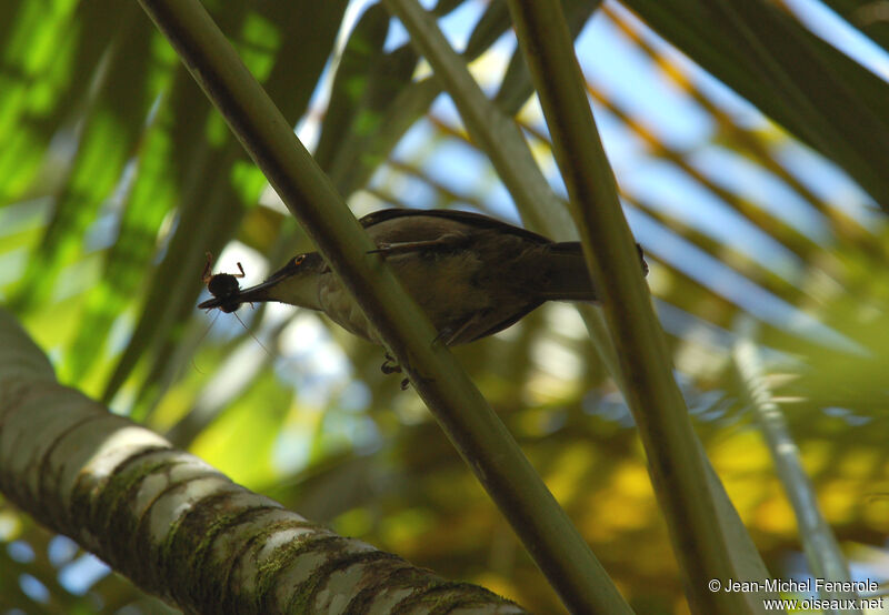 Grey Trembler