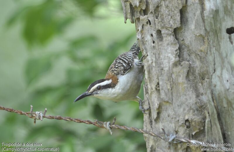 Rufous-backed Wren