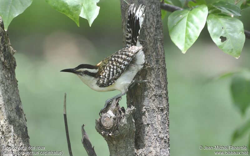 Rufous-backed Wren