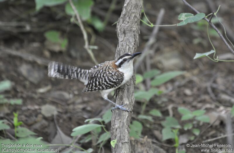 Rufous-backed Wren