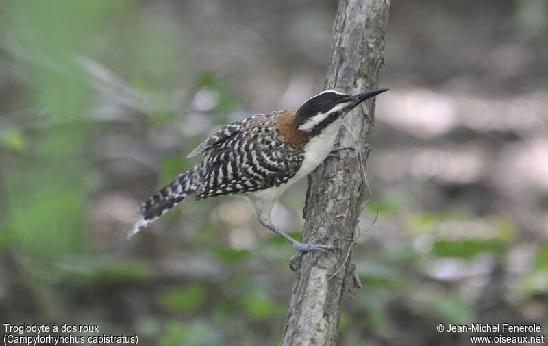 Rufous-backed Wren