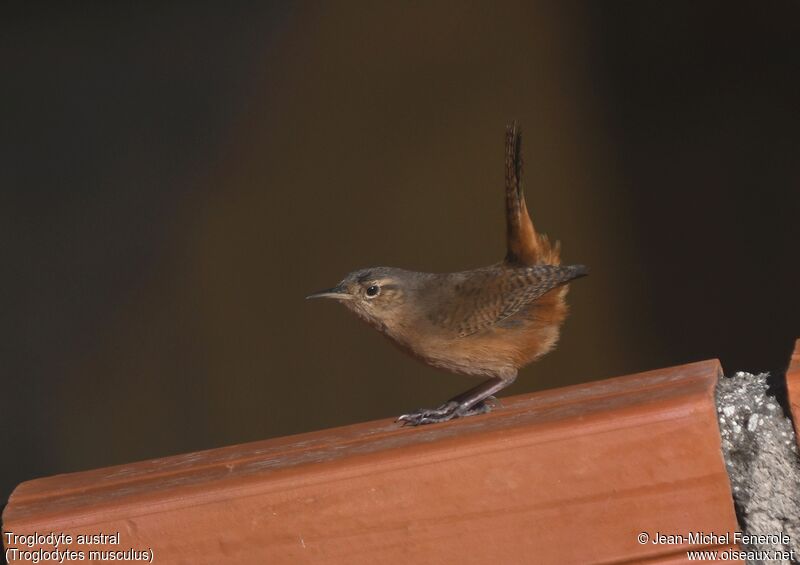 Troglodyte austral