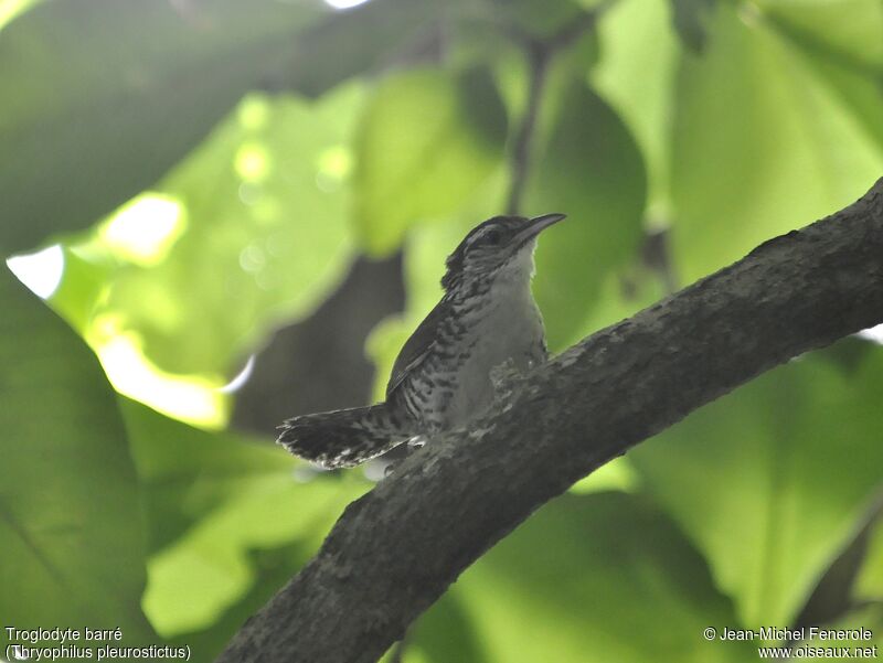 Banded Wren