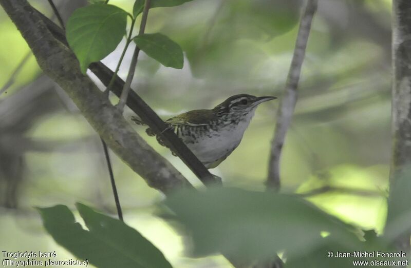 Banded Wren