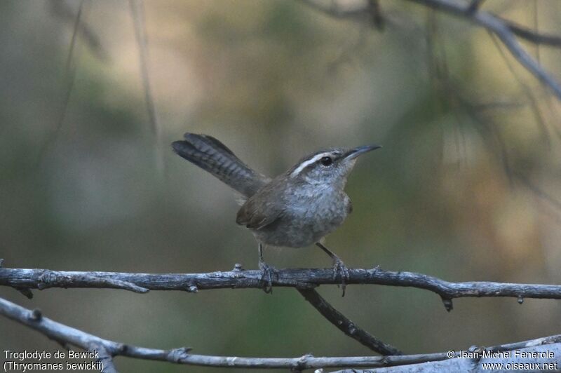 Bewick's Wren