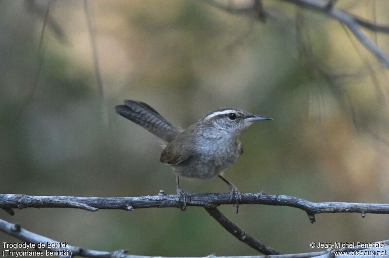 Bewick's Wren