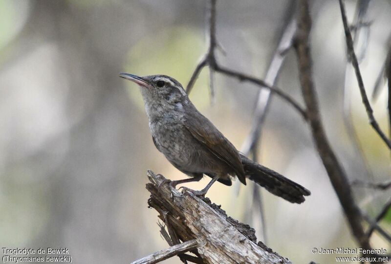 Bewick's Wren