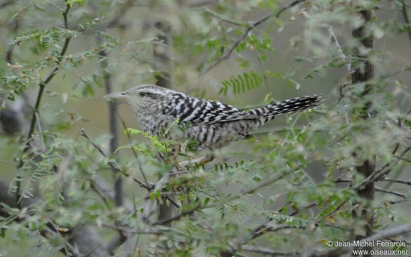 Fasciated Wren