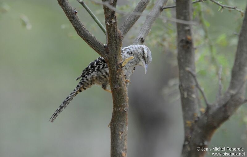 Fasciated Wren