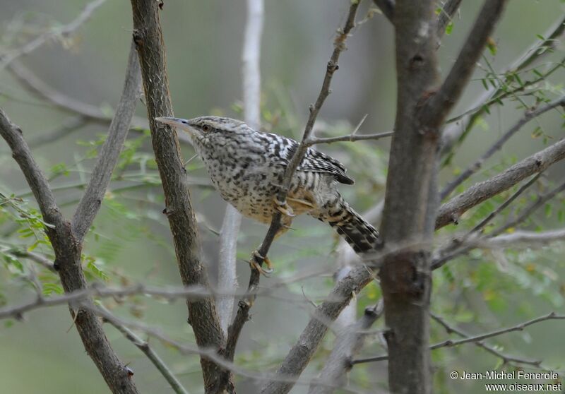 Fasciated Wren