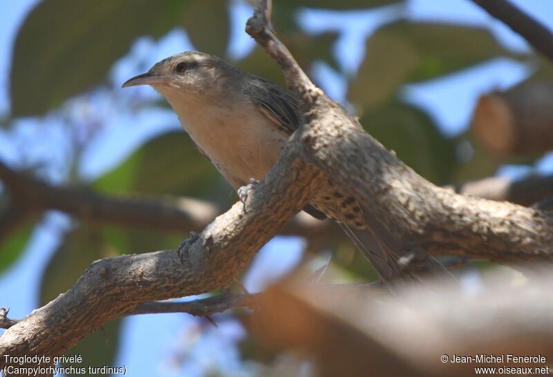 Thrush-like Wren