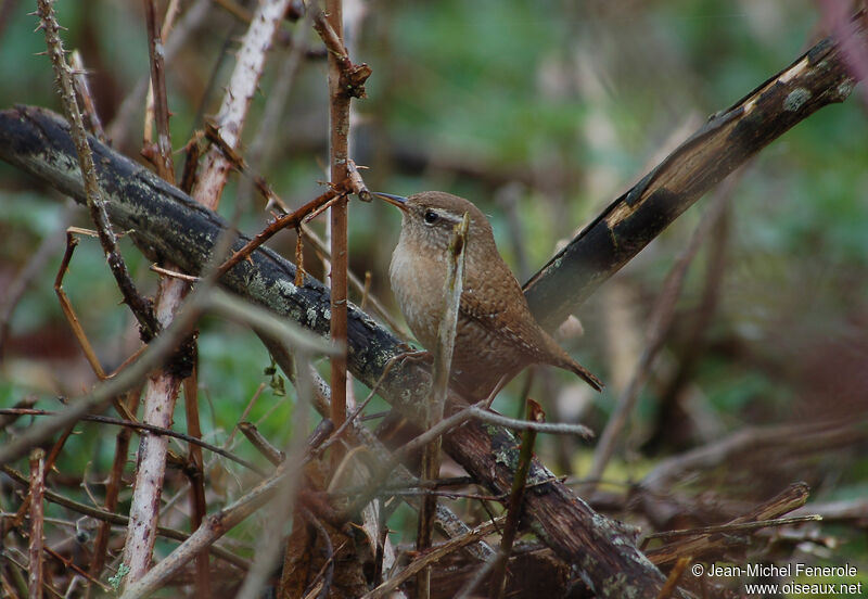 Eurasian Wren