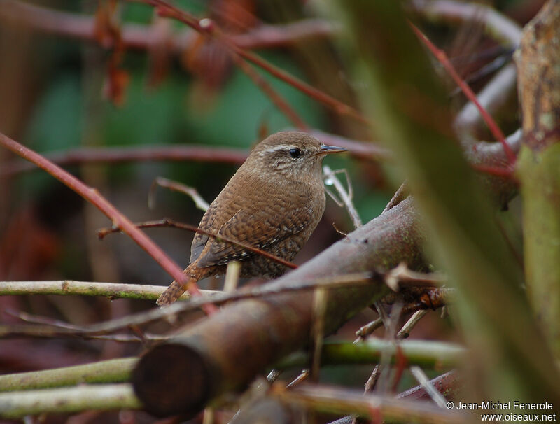 Eurasian Wren