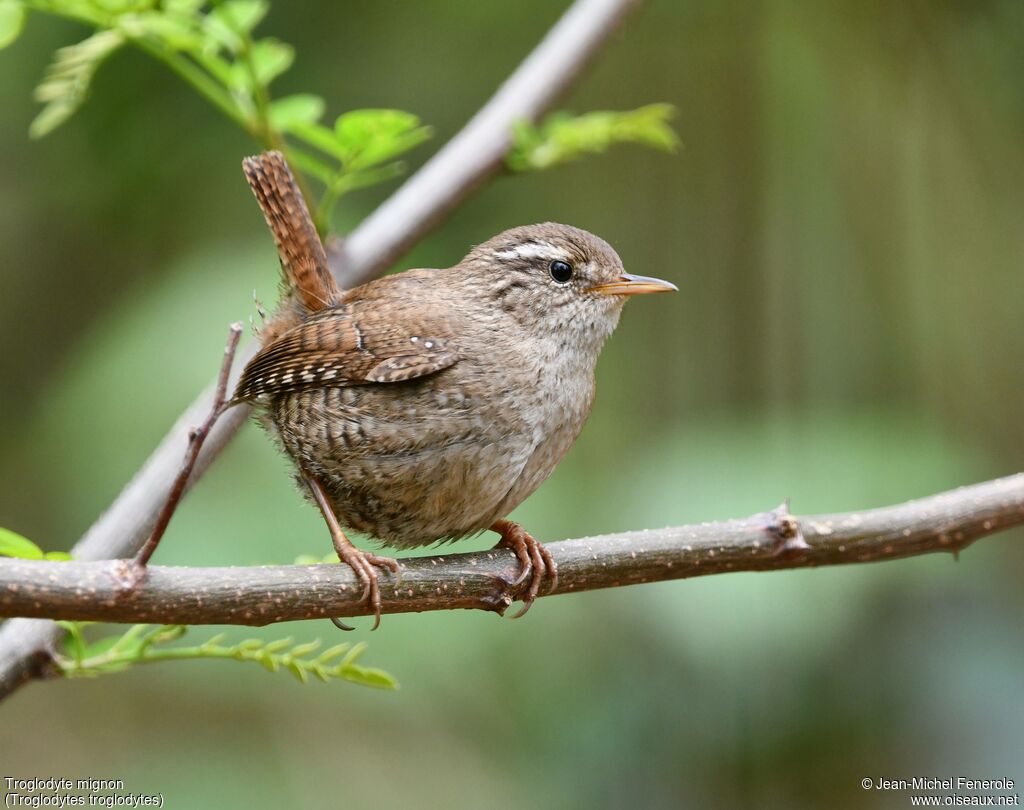 Eurasian Wren